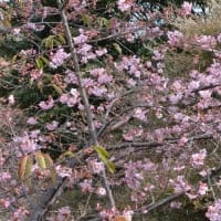 遊水地の河津桜は5分咲きでした