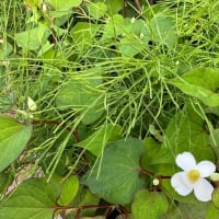 オサンポ walk - 植物plant : ドクダミとスギナの