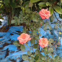 今咲いている庭の花　プラス　頂きアマリリス