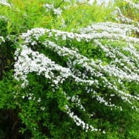 水戸で4月に見た白い木の花