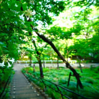 初夏を彩る花が続々開花（板橋区立赤塚植物園 2025.6.21撮影）