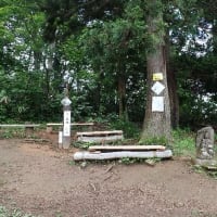 花立峠・登山道沿いの花　2025/06/28
