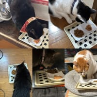2025/7/3の朝ごはん