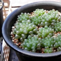 梅雨明けも待たずに弱るハオルチアかな