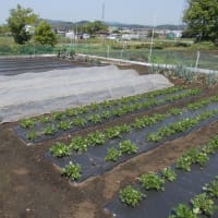 突然ですが、ブログを終了することにしました。