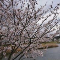 桜の時とＷｉｎ10