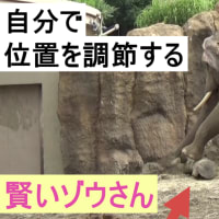 丸太の位置を調節するゾウ☆賢い！☆円山動物園のアジア象 シーシュ☆asian elephant at  maruyamazoo