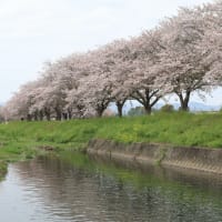 草場川の桜並木：筑前町