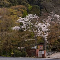 (8K)京都・桜満開になった哲学の道を歩く＋おまけ(2024/4/6）cherryblossom in Kyoto　#桜 #cherryblossom #japan