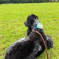よく降る････ベス🐕‍🦺のストレス