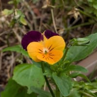花の名前はわかりませんm(__)m
