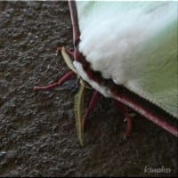 美しい蛾です(^^)♪。