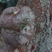 城陽の夜叉伝説の木と墓石　＠　京都妖怪探訪（８００）