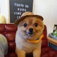 【２０２５年６月２９日・ハナ】