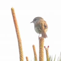 05/10鳥記録写真：はまゆう公園の鳥たち（ウグイス、ホオジロ、カワラヒワ、ウミウ、）