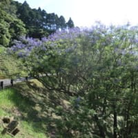 エキゾチックな花　ジャカランダ