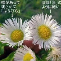 小次郎と春の草花－ハルジオン（春紫苑）－
