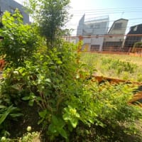 椿剪定　新宿区の植木屋ブログ