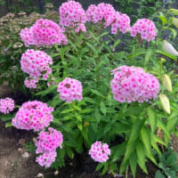 今年のうちの花