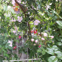 母の日　　　その他　お庭の花たち