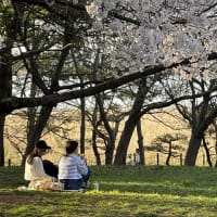 鳥屋野潟公園の桜