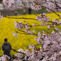 遅咲きの桜