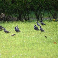 ムクドリ楽園と雑草楽園。