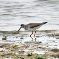 05/24探鳥記録写真-3：若松北海岸千畳敷のキアシシギ、