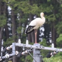 2024年04月26日　コウノトリ目撃情報