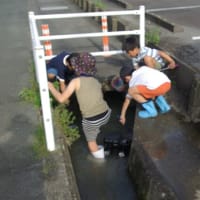 ヒョウタン