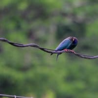ブッポウソウ　求愛給餌　その３／岡山県