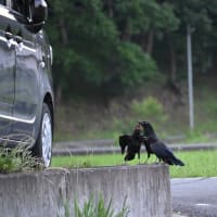 カラスの一家を仕切るのは
