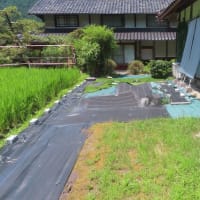 暑すぎて、、、