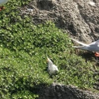 07/05旅日記-2：宮古島への旅2日目－④（東平安名崎で出会った鳥たち：ベニアジサシ、エリグロアジサシ、ほか）