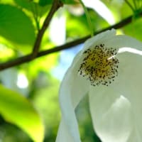 gooblog無くなるなんて