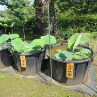 2025　初夏の狭山不動尊と山口観音