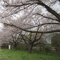曇天花冷えながら稲城の桜スポットを巡る