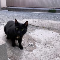ジジィ、挙動不審