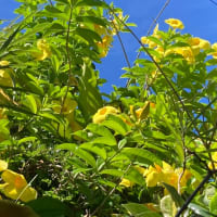 ピタンガはまだ実をつけ落としている6月末です〜！