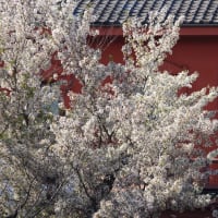 鷺と桜