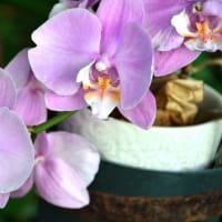 胡蝶蘭　今年も咲いています
