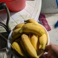 バナナ食べ放題！