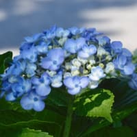 紫陽花その３