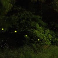 ヒメボタル光る・広島　250606
