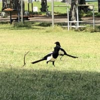久留米の百年公園で見かけたカチガラス
