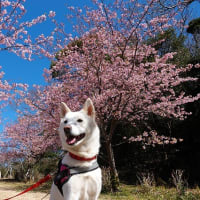 しらたまと観音崎公園