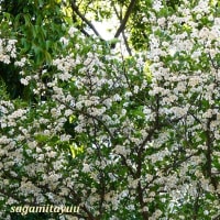 「相模原麻溝公園」では「エゴノキ」白い花が鈴なりに！！