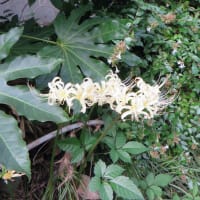 ９月１９日　ヒガンバナ～紅花と、珍しい白花　