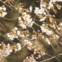 坂川の桜