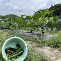 29日から7月5日までのウォーキングプラスα